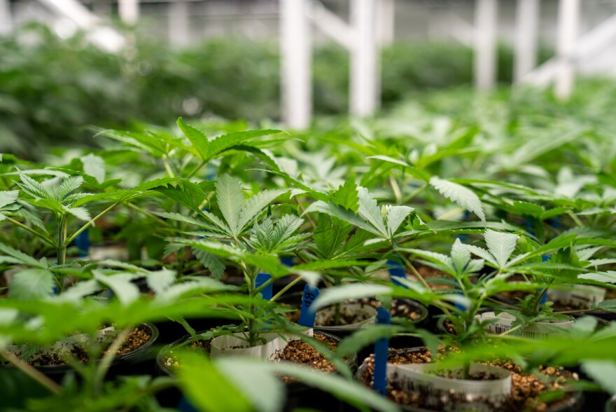 Is Cannabis Legal In Scotland? Current Laws And Reality